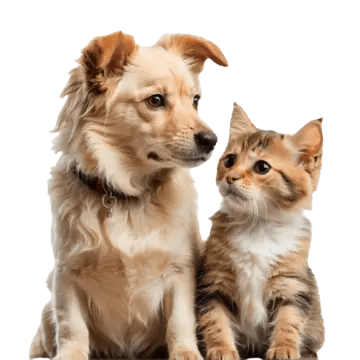 Pets